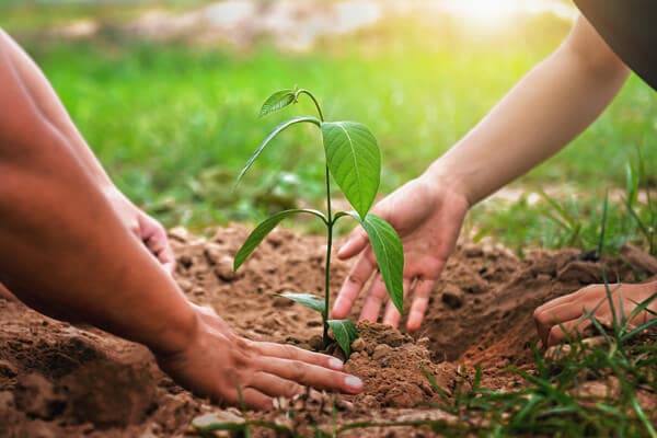 Zwei Menschen pflanzen einen neuen Baum in die Erde